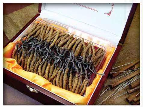 三江冬虫夏草回收